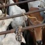 কেওনঝড়ে ১৭৪টি গরু উদ্ধার, ভদ্রকে পিকআপ ভ্যানে গোমাংস সহ ১৫ জন আটক