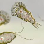 কেরালায় মরণঘাতী “ব্রেইন-ইটিং” অ্যামিবার দাপট: এক মাসে ১৮ মৃত্যু, ৬৭ জন সংক্রমিত