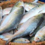 দাম সামলাতে না পেরে ভারতে ইলিশ রপ্তানিতে অনীহা বাংলাদেশি ব্যবসায়ীদের