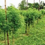 অবৈধ গাঁজা চাষের বিরুদ্ধে কড়া পদক্ষেপ পুলিশের