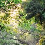 বিশ্ব পরিবেশ সুরক্ষায় ভারতের সাফল্য, গ্লোবাল ফরেস্ট রিপোর্টে ৯ম স্থানে স্থান পেল দেশ