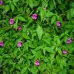 অরুণাচলে নতুন বালসাম প্রজাতির সন্ধান: শেরগাঁও জঙ্গলে উদ্ভিদ বিশেষজ্ঞদের আবিষ্কার ‘ইমপেশিয়েন্স রাজীবিয়ানা’