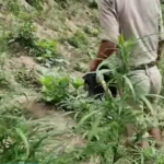 উত্তর ত্রিপুরায় বিপুল পরিমাণ গাঁজা গাছ ধ্বংস, পুলিশের সাফল্য