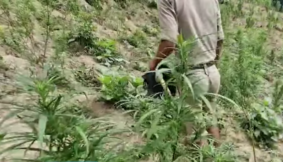 উত্তর ত্রিপুরায় বিপুল পরিমাণ গাঁজা গাছ ধ্বংস, পুলিশের সাফল্য