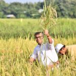 লঙ্কামুরায় কৃষকদের সঙ্গে ধান কাটায় অংশ নিলেন কৃষিমন্ত্রী