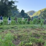 যাত্রাপুরে আবারও গাঁজা-বিরোধী অভিযান: ১৫ হাজার গাঁজা গাছ ধ্বংস