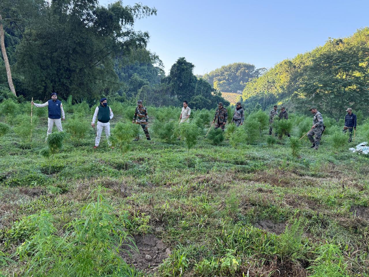যাত্রাপুরে আবারও গাঁজা-বিরোধী অভিযান: ১৫ হাজার গাঁজা গাছ ধ্বংস
