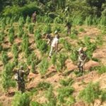 বিএসএফ-র বড় সাফল্য : ৩ কোটি টাকার ইয়াবা জব্দ, যৌথ অভিযানে ধ্বংস ৩ লক্ষ গাঁজা গাছ