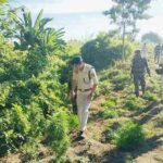 সিপাহিজলা জেলায় মেগা গাঁজা বিরোধী অভিযান: ধ্বংস করা হলো প্রায় ১২ লক্ষ গাছ, বাজারমূল্য প্রায় ৫০ কোটি