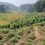 সোনামুড়ায় বিশাল গাঁজা বিরোধী অভিযান, ধ্বংস ৩৬টি গাঁজার বাগান ও ২টি নার্সারি