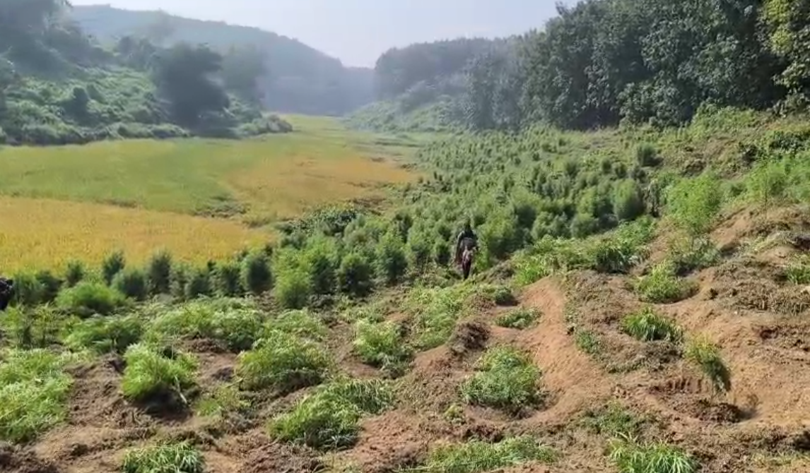 সোনামুড়ায় বিশাল গাঁজা বিরোধী অভিযান, ধ্বংস ৩৬টি গাঁজার বাগান ও ২টি নার্সারি