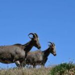 তামিলনাড়ু সরকার লুপ্তপ্রায় প্রজাতির সংরক্ষণ তহবিলের নতুন সংস্করণ ঘোষণা করল
