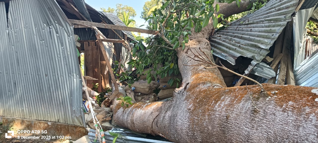 দুর্গাপুরে বটগাছের বিশাল শাখা ভেঙে রেশন দোকান লণ্ডভণ্ড, অল্পের জন্য রক্ষা ডিলারসহ বহু ভোক্তা