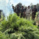 যাত্রাপুরে গাঁজা নিধন অভিযান—এক দিনে প্রায় এক লক্ষ গাছ ধ্বংস, বাহিনীর যৌথ তৎপরতায় ২১ প্লট সাফ