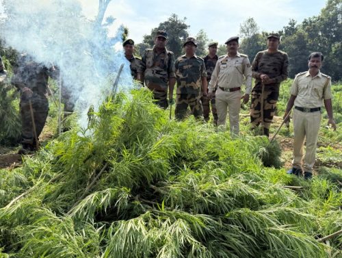যাত্রাপুরে গাঁজা নিধন অভিযান—এক দিনে প্রায় এক লক্ষ গাছ ধ্বংস, বাহিনীর যৌথ তৎপরতায় ২১ প্লট সাফ