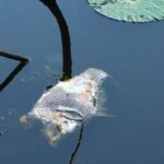 মাছের মৃত্যু, পরিযায়ী পাখির অনুপস্থিতি: বিপন্ন এমবিবি কলেজটিলা লেইক