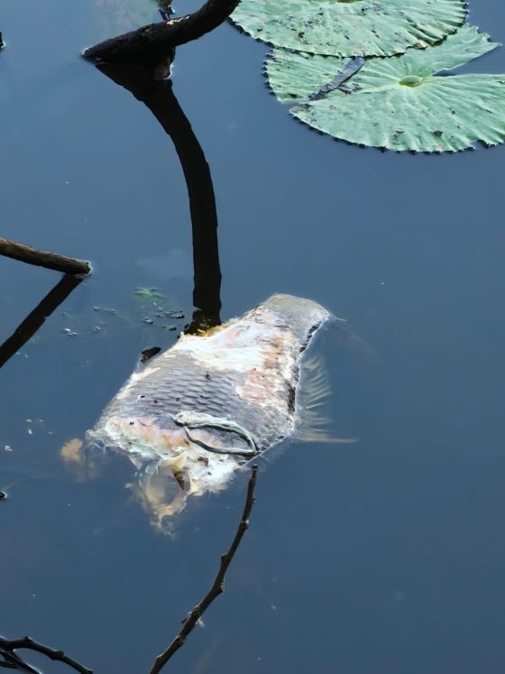 মাছের মৃত্যু, পরিযায়ী পাখির অনুপস্থিতি: বিপন্ন এমবিবি কলেজটিলা লেইক