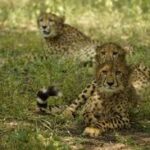 প্রধানমন্ত্রী নরেন্দ্র মোদী আন্তর্জাতিক চিতাবাঘ দিবসে প্রাকৃতিক সৌন্দর্য সংরক্ষণে ভারত সরকারের উদ্যোগের প্রশংসা করলেন