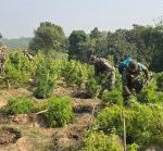 একই দিনে মেলাঘর থানার দু’টি গাঁজা বিরোধী অভিযানে