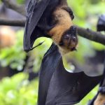 নিপা সংক্রমণের জেরে চাঙ্গি বিমানবন্দরে তাপমাত্রা পরীক্ষা চালু করবে সিঙ্গাপুর