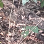 শহরের বুকে ফের মানব কঙ্কাল উদ্ধার ঘিরে চাঞ্চল্য