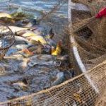 ভারতীয় মৎস্য প্রজাতির চাষের উপর কেন্দ্রীয় সরকারের নতুন গুরুত্ব আরোপ