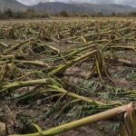 চড়িলামে রাতের আঁধারে কৃষকদের ফসল ধ্বংস, আতঙ্কে বনকুমারি এলাকার চাষিরা