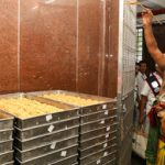 তিরুপতি লাড্ডুর ঘি টেন্ডারে দুর্নীতির অভিযোগ, চন্দ্রবাবু নাইডুর বিরুদ্ধে সরব ওয়াইএসআরসিপি