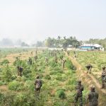 বক্সনগরে বিপুল পরিমাণ গাঁজা চাষ ধ্বংস করল অসম রাইফেলস, যার বাজারমূল্য প্রায় ২৫.৭২ কোটি