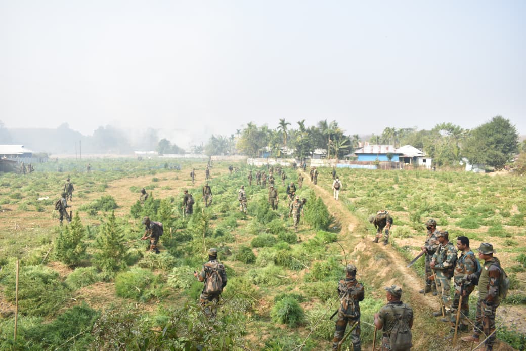বক্সনগরে বিপুল পরিমাণ গাঁজা চাষ ধ্বংস করল অসম রাইফেলস, যার বাজারমূল্য প্রায় ২৫.৭২ কোটি