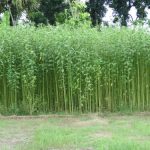 কাঁচা পাটের এমএসপি কুইন্টালপিছু ২৭৫ টাকা বৃদ্ধি, ২০২৬-২৭ মরশুমে দাম নির্ধারণ ৫,৯২৫ টাকা