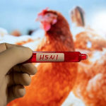 জাপানের হোক্কাইডোতে নতুন করে মারাত্মক বার্ড ফ্লু সংক্রমণ শনাক্ত