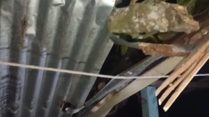 বসত ঘরে গাছ ভেঙ্গে পড়ে আহত মা ছেলে