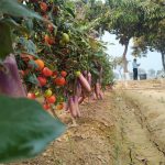 ‘পোমাটো’ ও ‘ব্রিমাটো’ চাষে ত্রিপুরার কৃষকদের প্রশিক্ষণ ও বীজ সহায়তা দিতে আগ্রহী আইআইভিআর