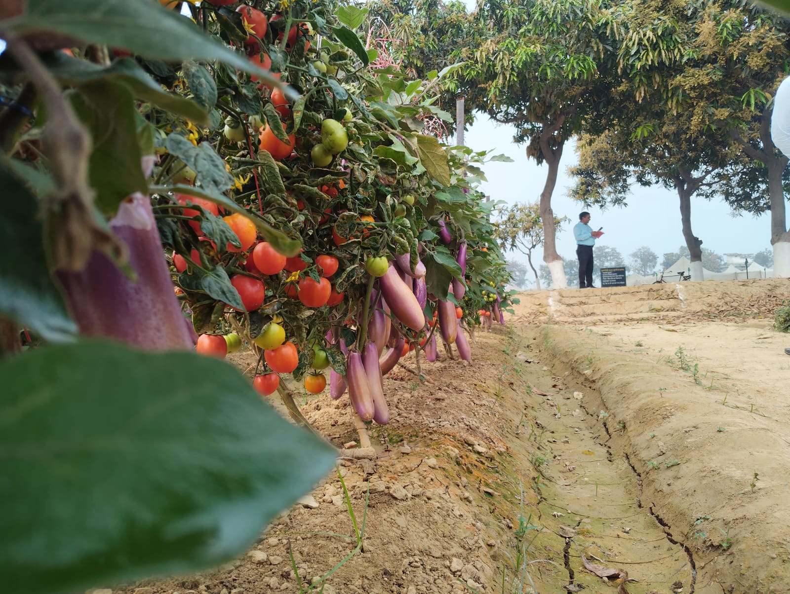 ‘পোমাটো’ ও ‘ব্রিমাটো’ চাষে ত্রিপুরার কৃষকদের প্রশিক্ষণ ও বীজ সহায়তা দিতে আগ্রহী আইআইভিআর