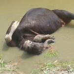 চেকড্যামে আটকে পড়া গাউরকে উদ্ধার, তৃষ্ণা অভয়ারণ্যে তৎপর বনদপ্তর