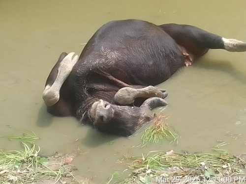 চেকড্যামে আটকে পড়া গাউরকে উদ্ধার, তৃষ্ণা অভয়ারণ্যে তৎপর বনদপ্তর