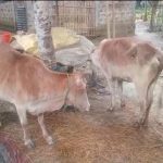 গভীর রাতে গরু চুরি করতে গিয়ে দুর্ঘটনা, গ্রামবাসীদের হেফাজতে গরু ও অল্টো গাড়ি