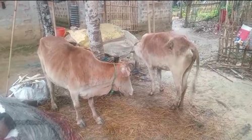 গভীর রাতে গরু চুরি করতে গিয়ে দুর্ঘটনা, গ্রামবাসীদের হেফাজতে গরু ও অল্টো গাড়ি