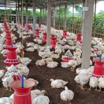 পোল্ট্রি ফার্মের দুর্গন্ধে অতিষ্ঠ পশ্চিম নোয়াগাঁওয়ের রানীবাজার ভূমিহীন কলোনির বাসিন্দারা