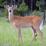 বন্যপ্রাণীর প্রাণ বাঁচাতে মানবিক উদ্যোগ, আহত হরিণ উদ্ধার ঘিরে চাঞ্চল্য