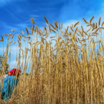 পশ্চিম এশিয়া সংঘাত ৪০ দিনের বেশি চললে বিশ্বে খাদ্যদ্রব্যের দাম আরও বাড়বে : এফএও সতর্কবার্তা