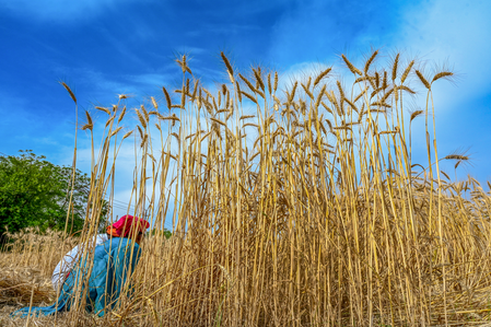পশ্চিম এশিয়া সংঘাত ৪০ দিনের বেশি চললে বিশ্বে খাদ্যদ্রব্যের দাম আরও বাড়বে : এফএও সতর্কবার্তা