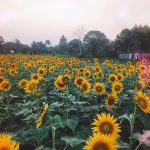 চড়িলামে আকর্ষণের কেন্দ্রবিন্দুতে সূর্যমুখীর বাগান, দূরদূরান্ত থেকে লোকজনের ভিড়