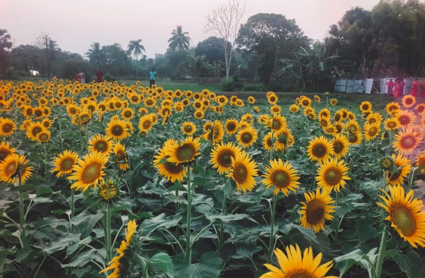 চড়িলামে আকর্ষণের কেন্দ্রবিন্দুতে সূর্যমুখীর বাগান, দূরদূরান্ত থেকে লোকজনের ভিড়
