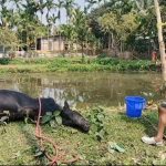 পশুর ওপর নৃশংসতা, আহত অবস্থায় পুকুরে পড়ে গেল, প্রাণ বাঁচাল স্থানীয় যুবকেরা