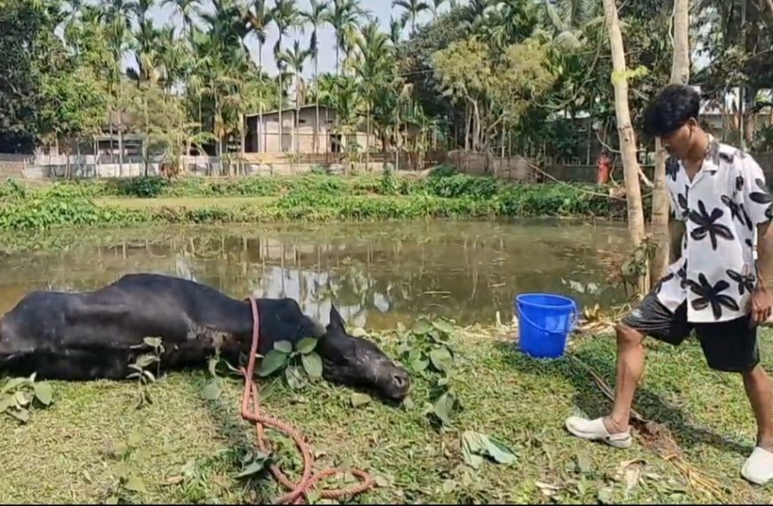 পশুর ওপর নৃশংসতা, আহত অবস্থায় পুকুরে পড়ে গেল, প্রাণ বাঁচাল স্থানীয় যুবকেরা