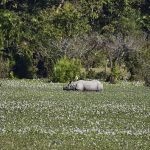 অসম নির্বাচনের মাঝেও কাজিরাঙায় পর্যটকদের ভিড়, আকর্ষণের কেন্দ্র একশৃঙ্গ গণ্ডার