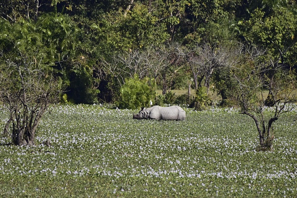 অসম নির্বাচনের মাঝেও কাজিরাঙায় পর্যটকদের ভিড়, আকর্ষণের কেন্দ্র একশৃঙ্গ গণ্ডার