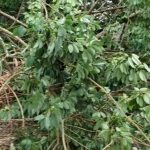 বিদ্যুৎ ও রাস্তার বেহাল অবস্থা নিয়ে ক্ষোভ, অভিযোগ জোলাইবাড়ির মধুলা সর্দার পাড়ার বাসিন্দাদের